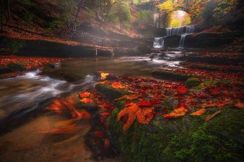 Leaves / Листья