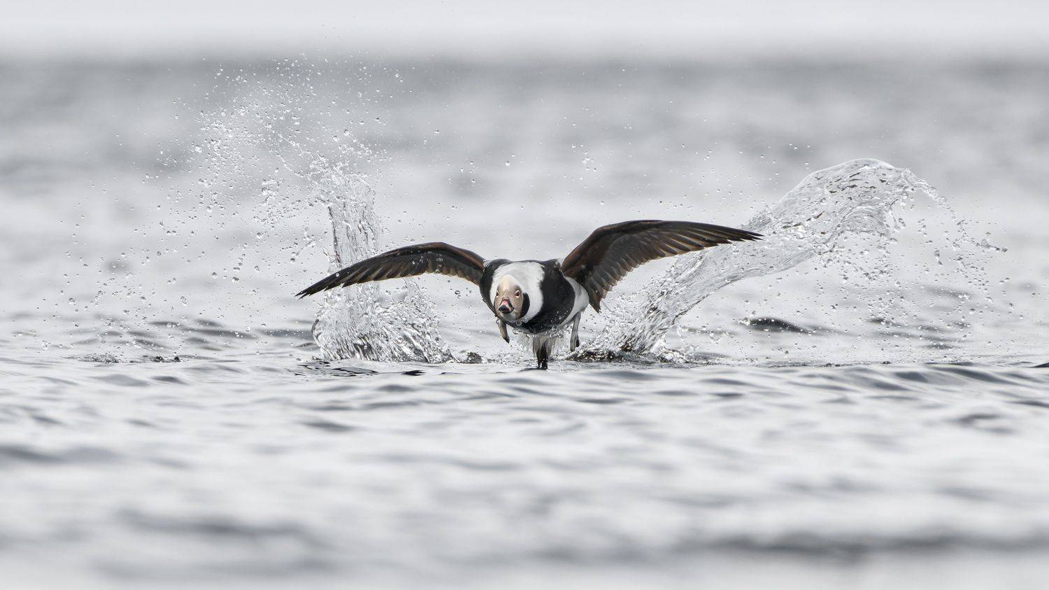 , Александр Семенов