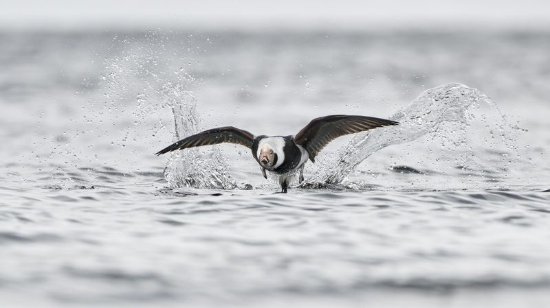 Самец морянки фото превью