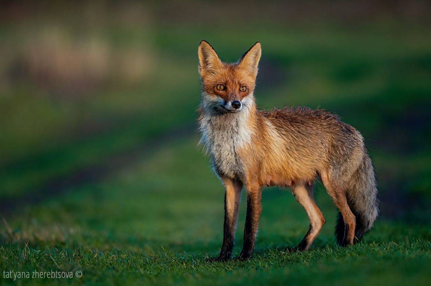 , Татьяна Жеребцова