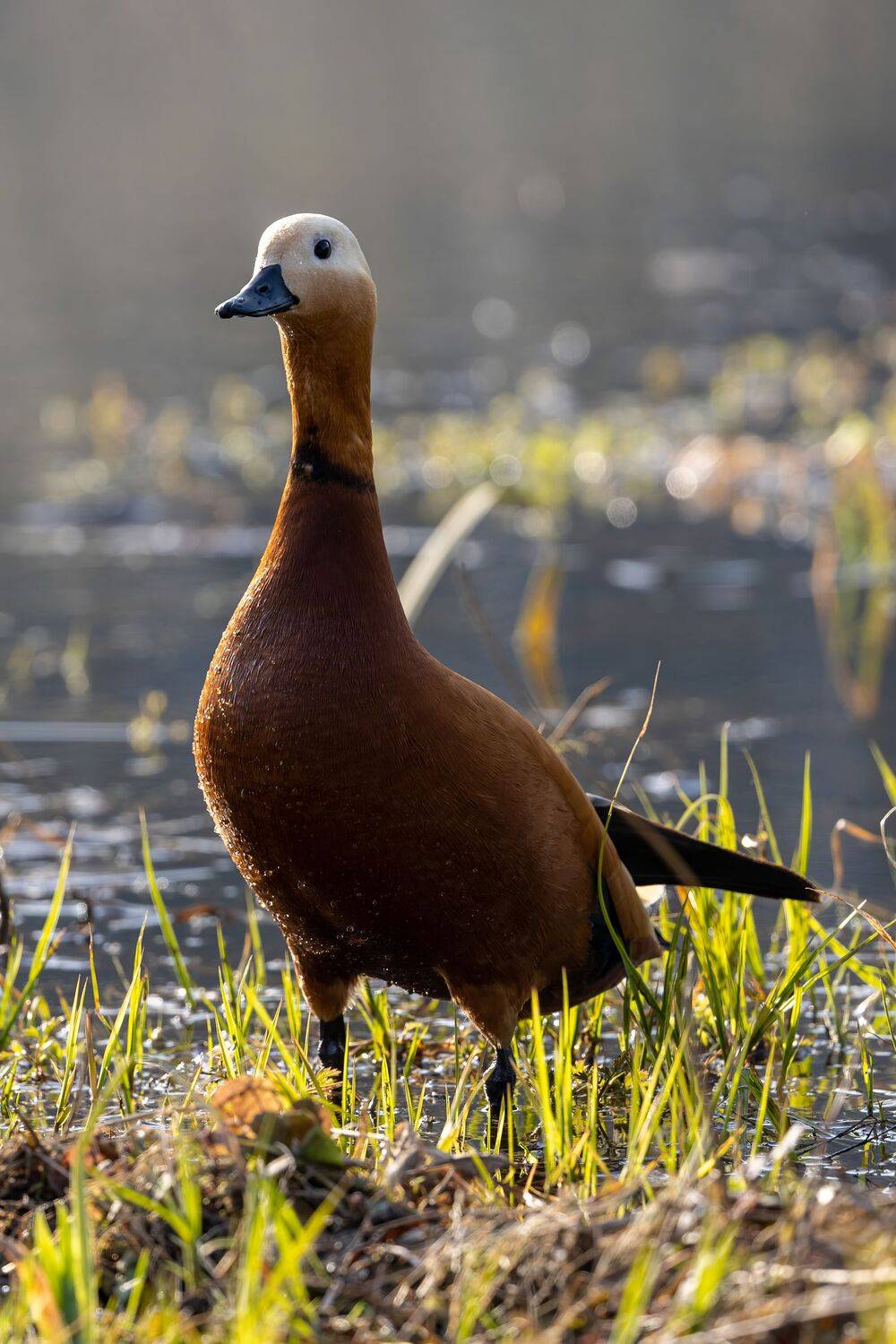 , Александр Шандов