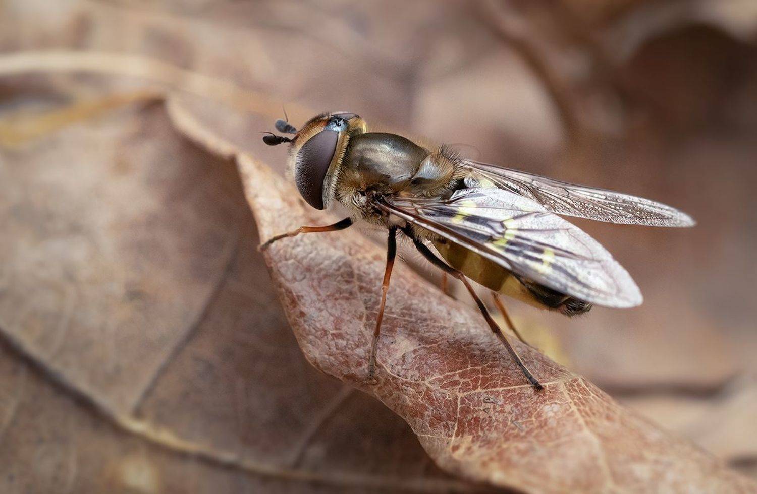 муха, журчалка, макро, лес, macro, fly, Хилько Марина