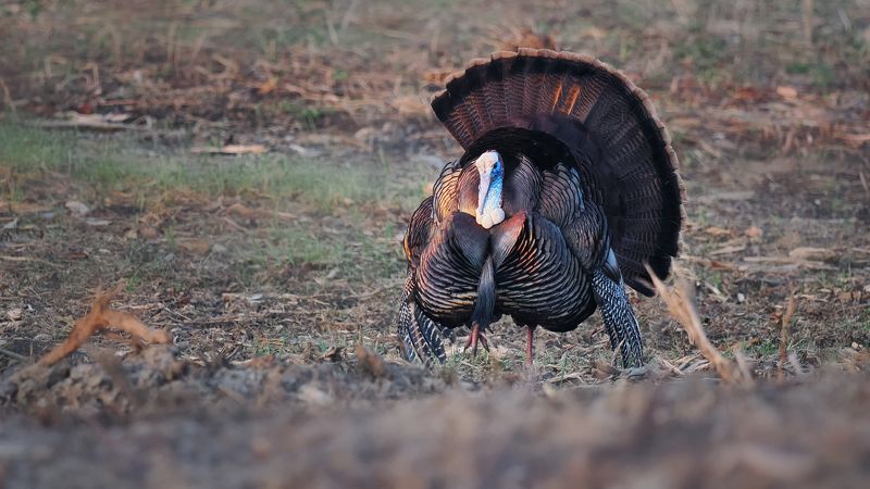 Напыщенный как фото превью