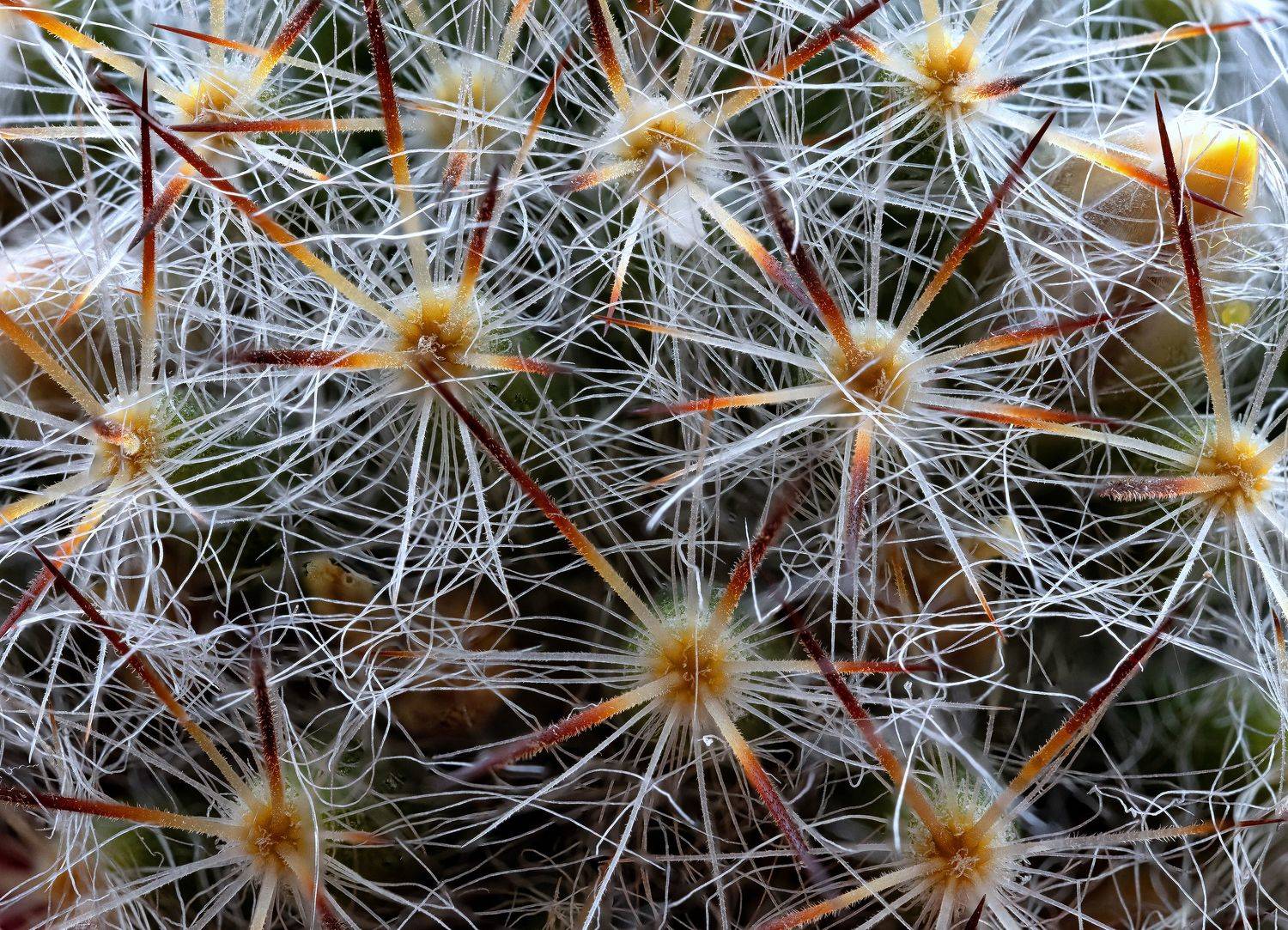 #цветы #макро #природа #фауна, Сергей Найбич