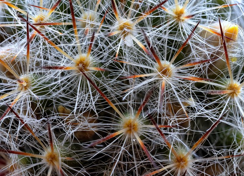 #цветы #макро #природа #фауна Взгляд поглубже фото превью