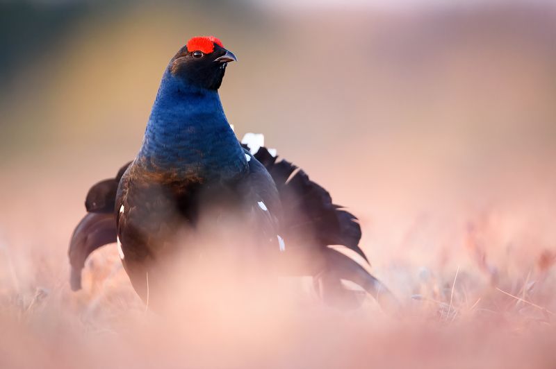 Косачи. фото превью
