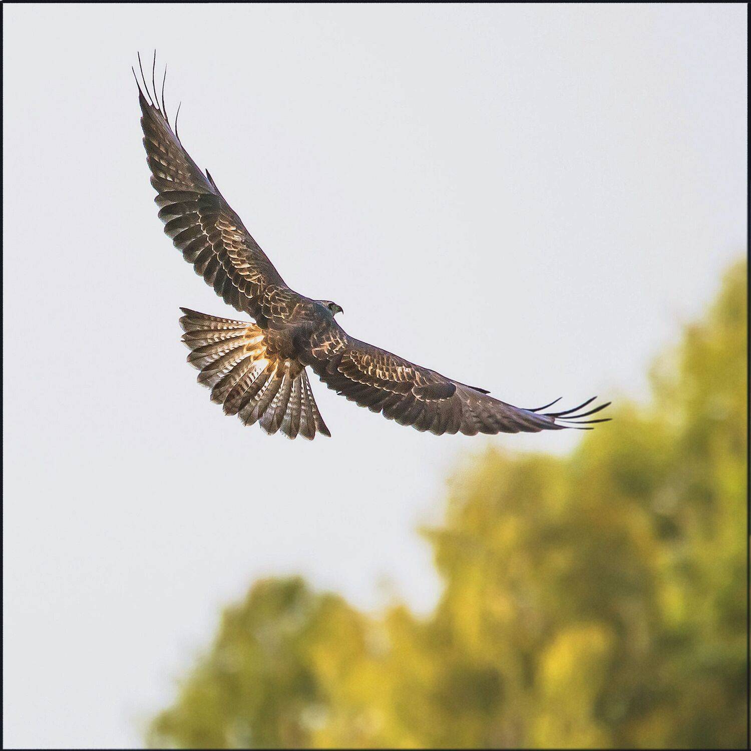 , Белоусов Михаил