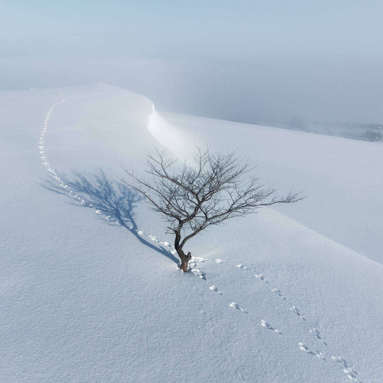 , Даниил Коржонов