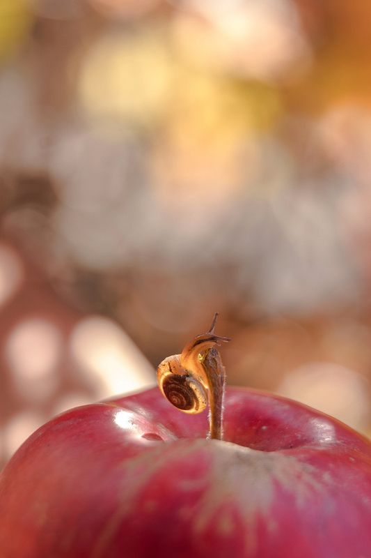 ... фото превью