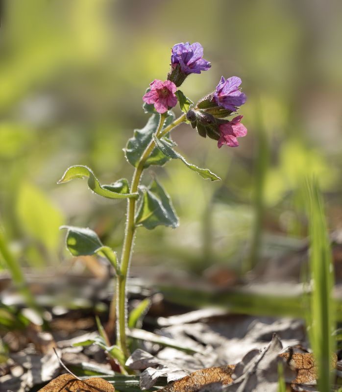 Медуница фото превью