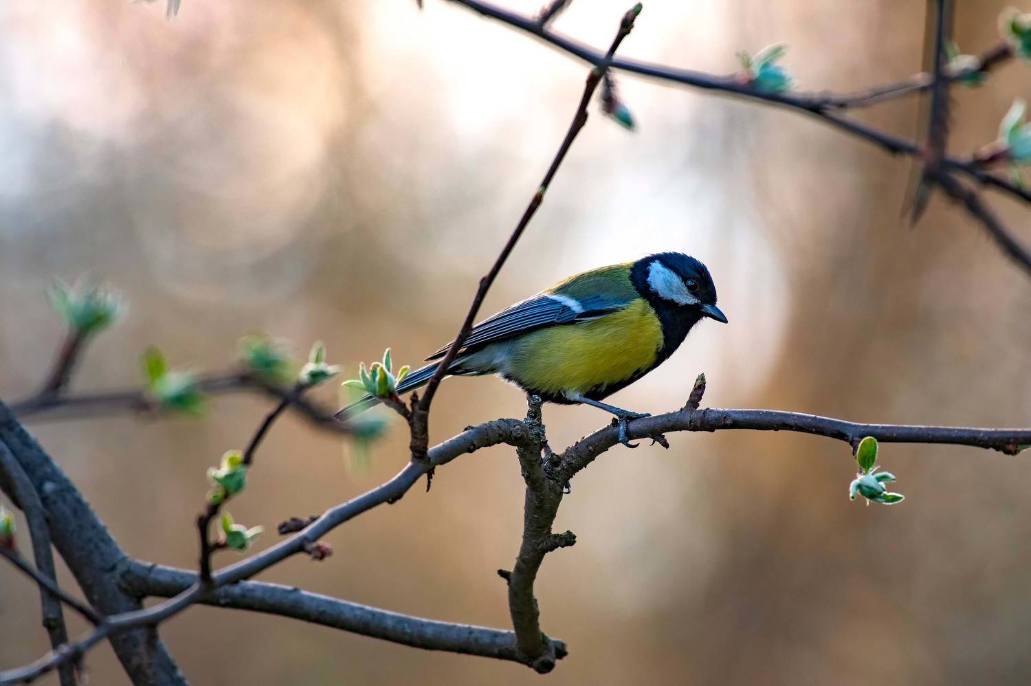 , Павел Ныриков