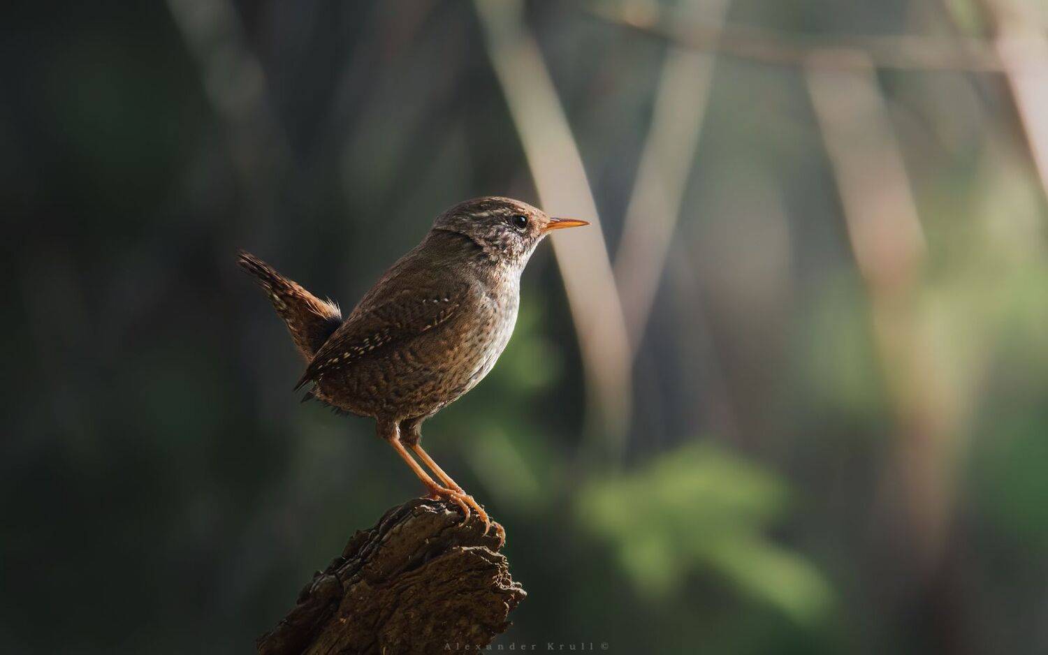 крапивник, подкоренник, орешек, задерихвост, Круль Александр