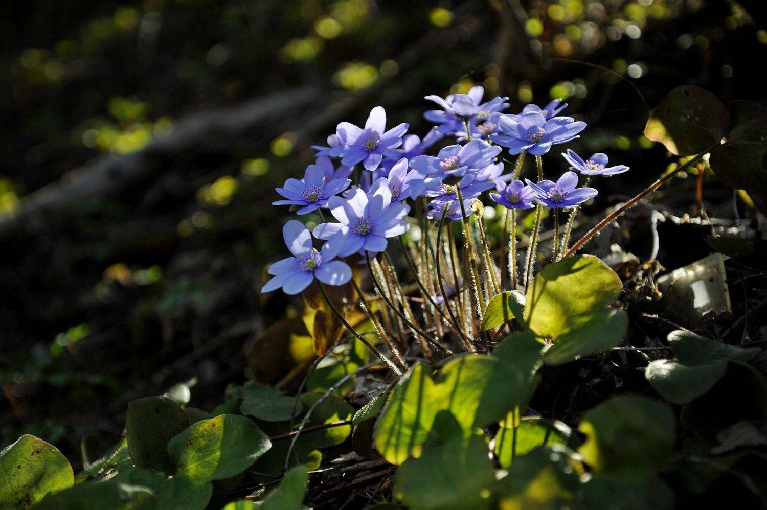 , Васильева Дарья