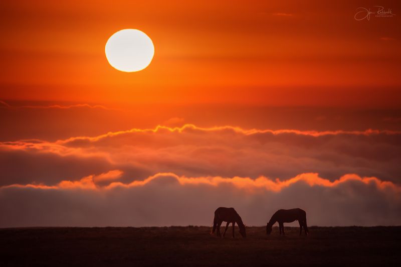 лошади, алтай, горный алтай, кавказ, животные, horses, лошадь В гривах их гуляет ветер... фото превью