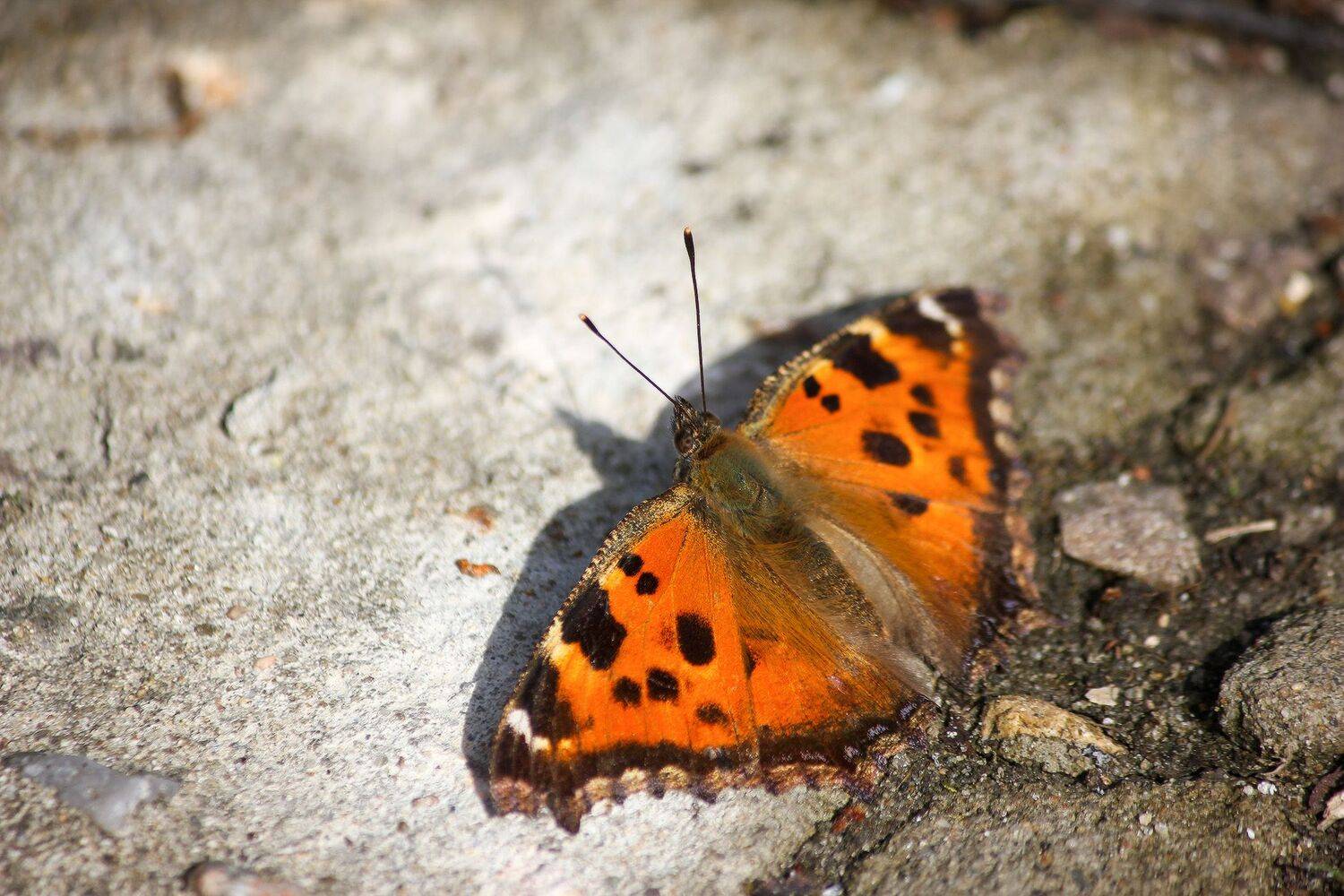 бабочка, крапивница,aglais urticae, КарОл