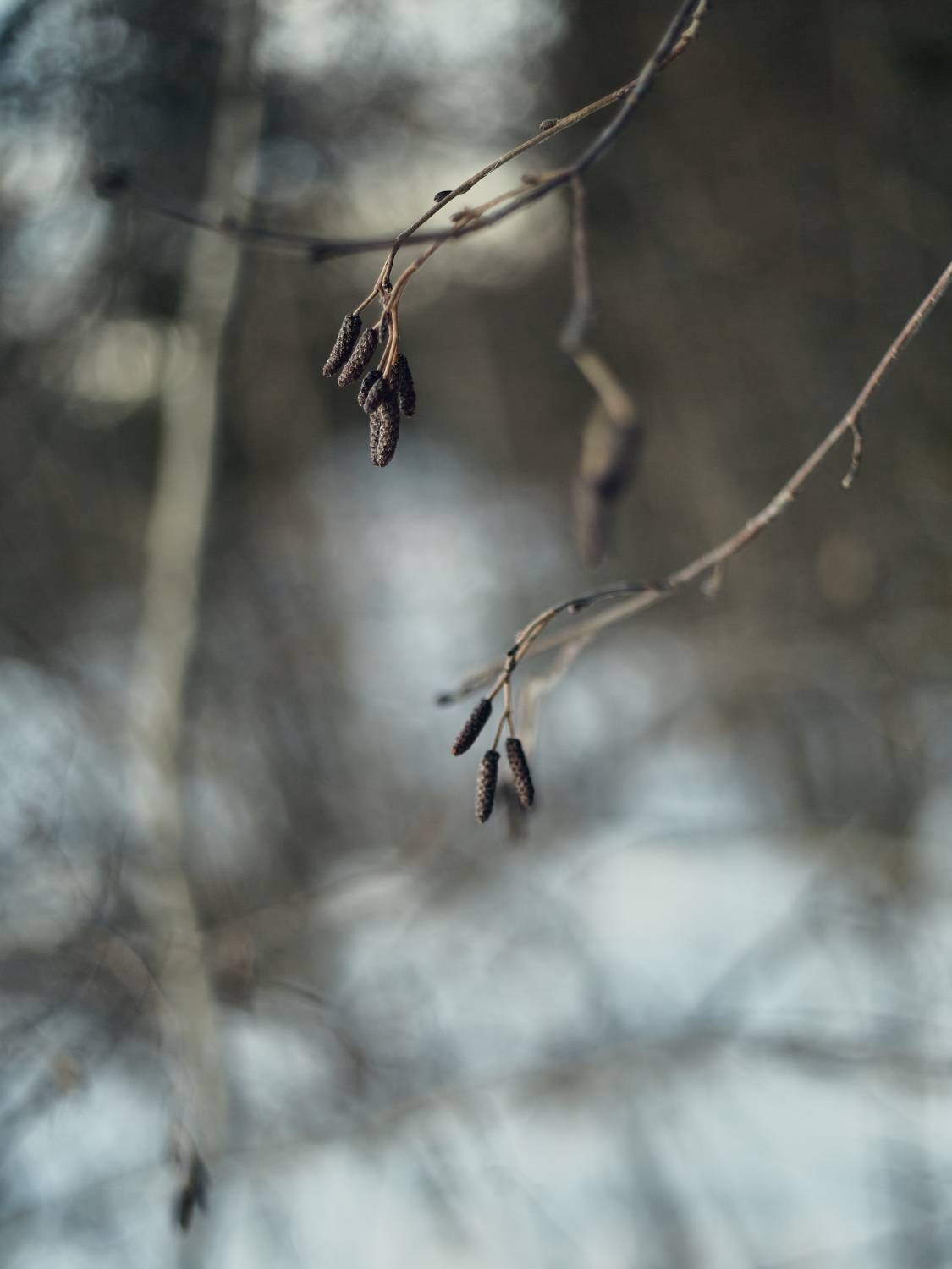 , Лисаускас Илья