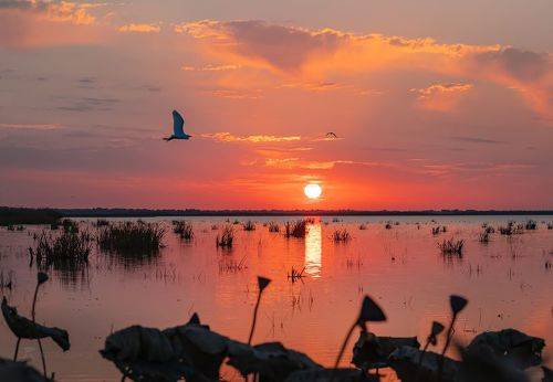 Рассвет в царстве птиц
