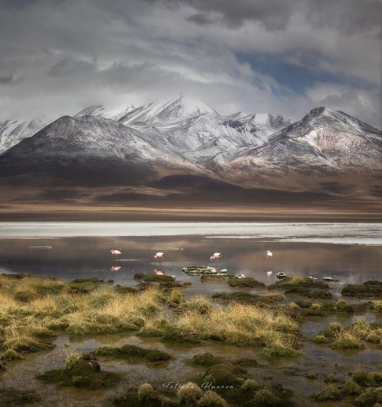 Из серии Мир Фламинго фото превью