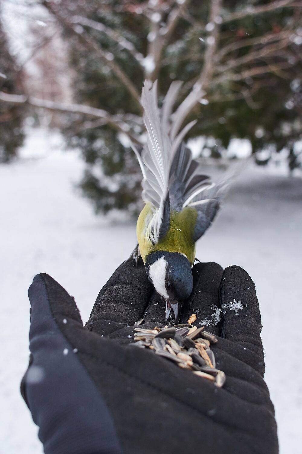 volgograd, russia, wildlife, Parus major,, Сторчилов Павел