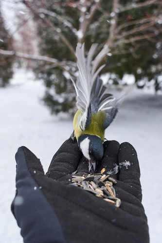 Parus major