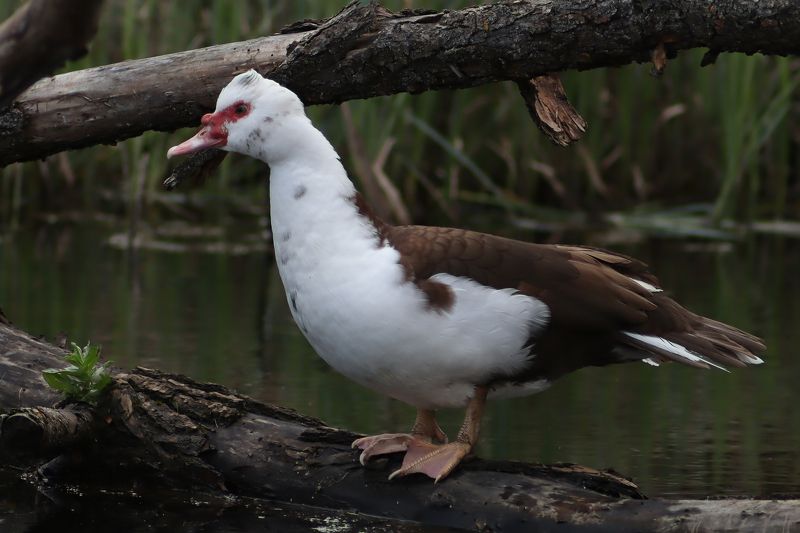 Мускусная утка в дикой природе фото превью