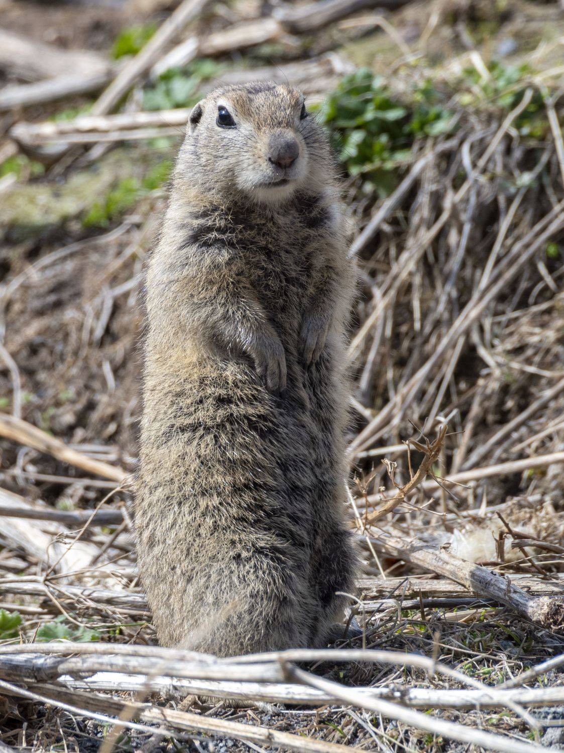 северное приэльбрусье. малый суслик. животные, Савчук Сергей
