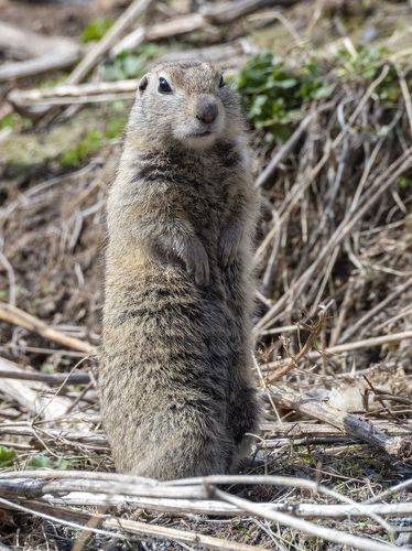 На посту. Малый суслик