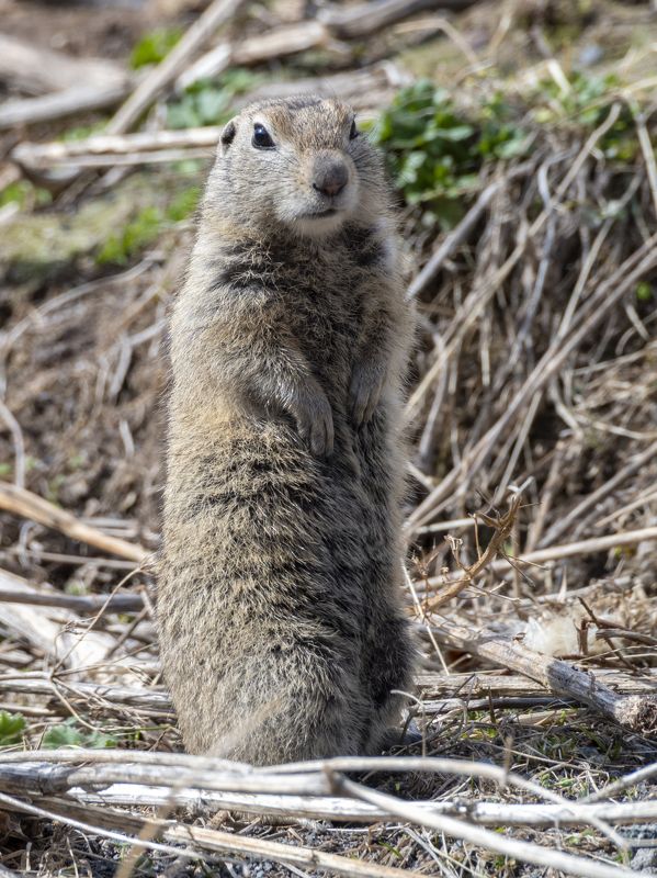 северное приэльбрусье. малый суслик. животные На посту. Малый суслик фото превью