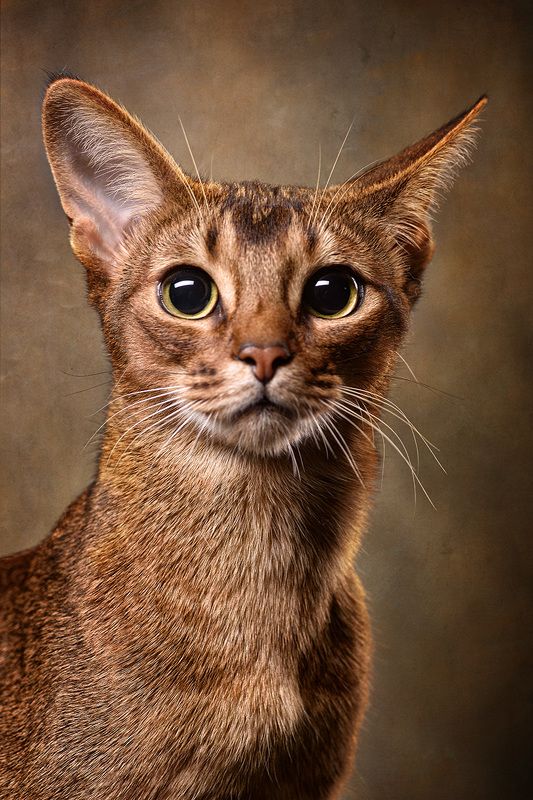 Абиссинская кошка, кошка, портрет кошки Шанти фото превью
