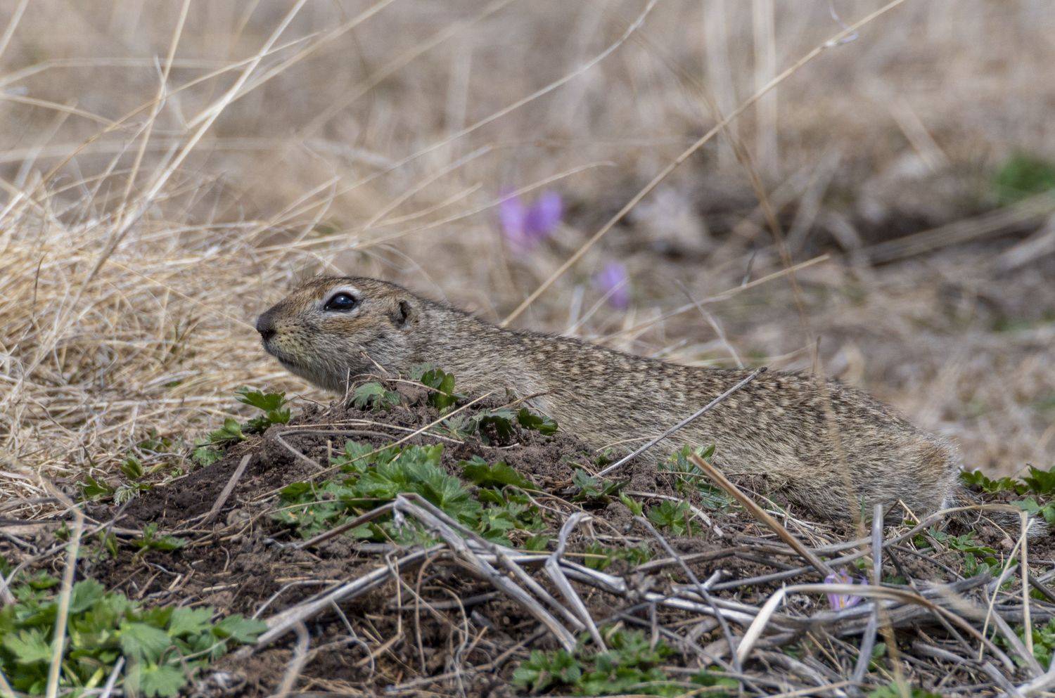 северное приэльбрусье. малый суслик. животные, Савчук Сергей