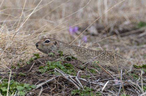 Притаился. малый суслик
