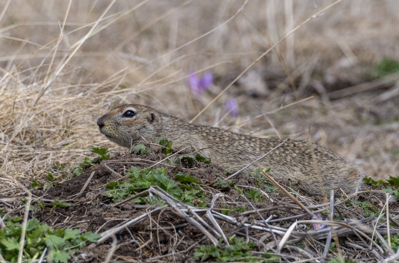 северное приэльбрусье. малый суслик. животные Притаился. малый суслик фото превью