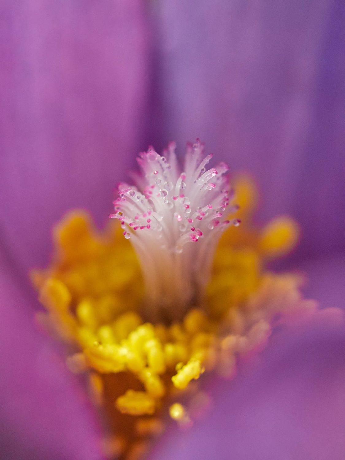 , Сергей Калёв