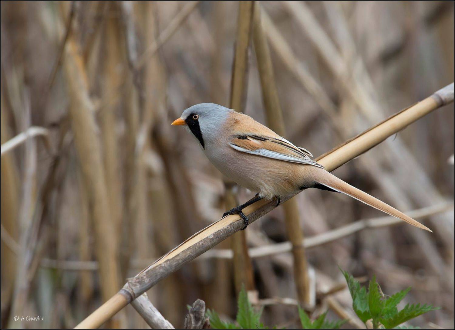 парень,усатый,синица,усатая, Александр Чувилин