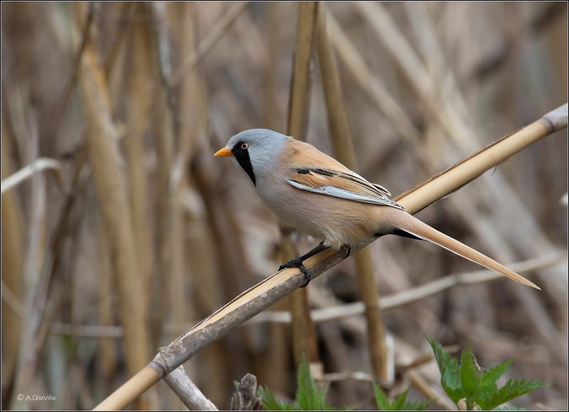 парень,усатый,синица,усатая Усатый парень ) фото превью