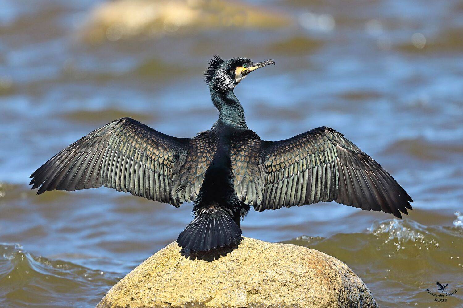 , Гусар Александр