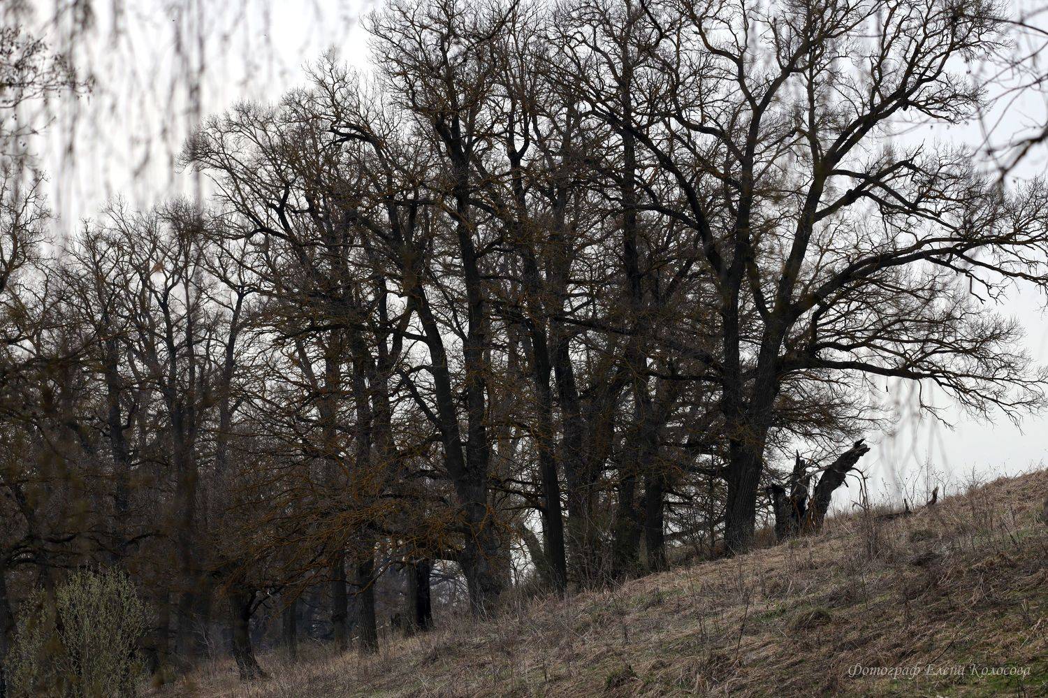 , Колосова Елена