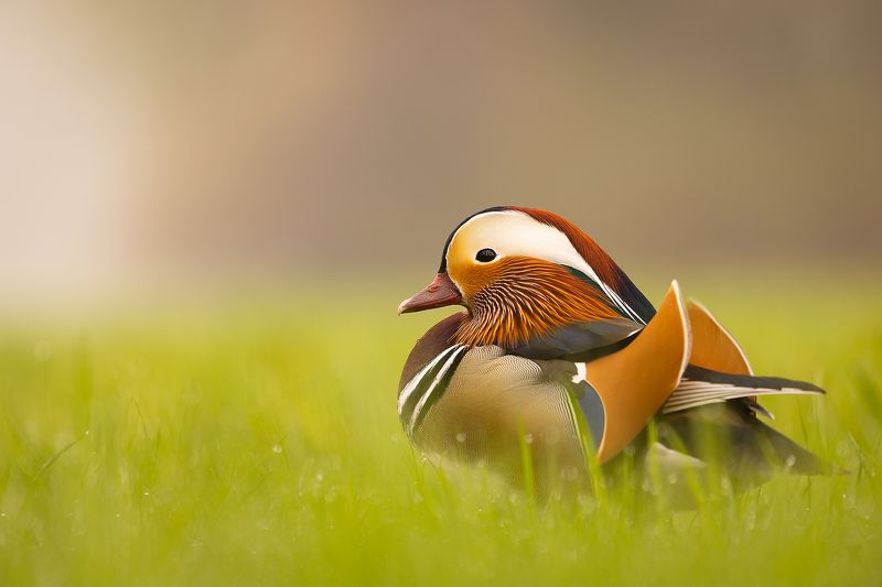 Mandarin duck фото превью