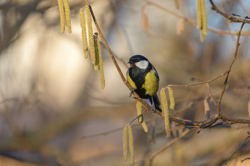 Весна фото превью