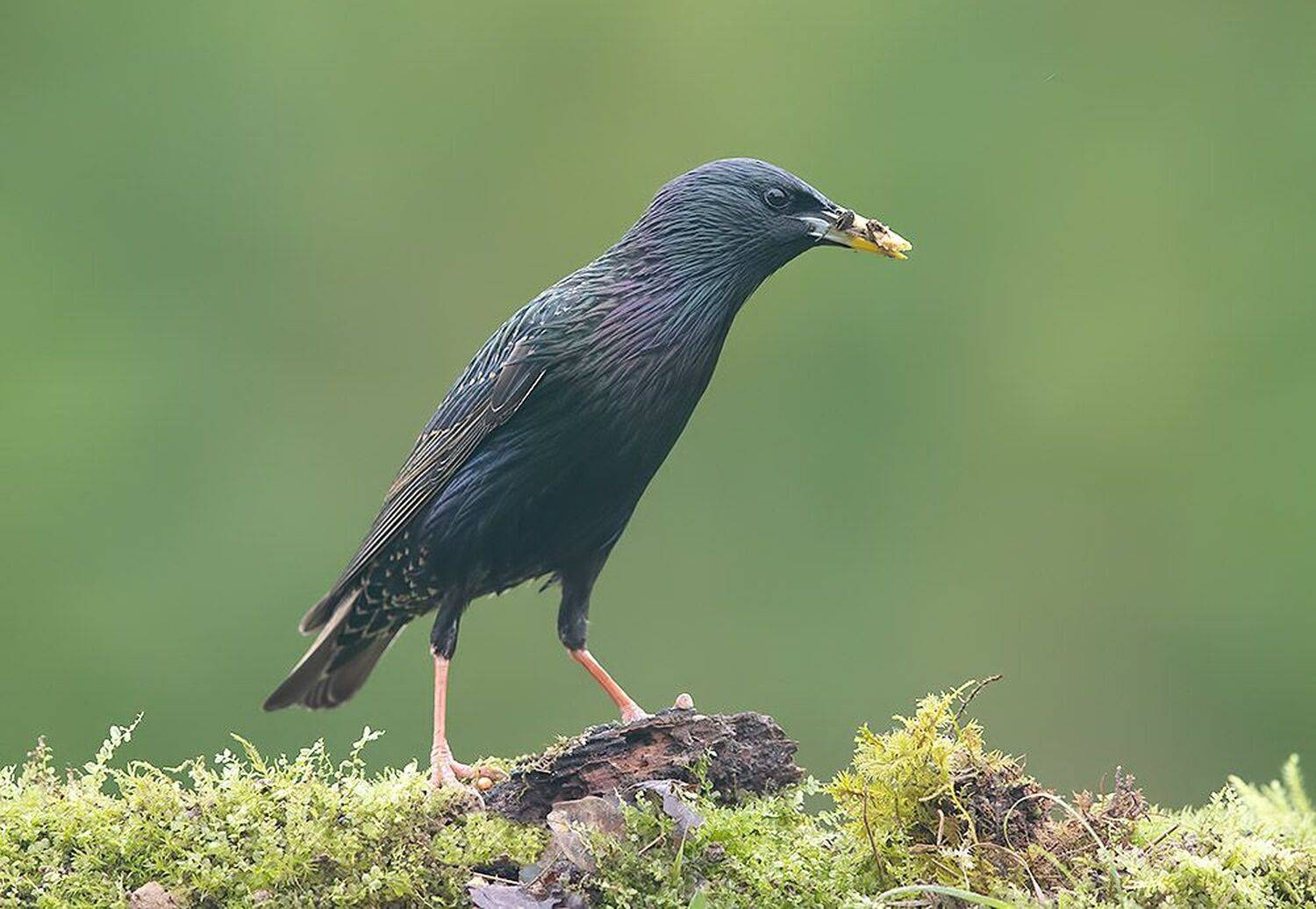 european starling, обыкновенный скворец, скворец, весна, Etkind Elizabeth