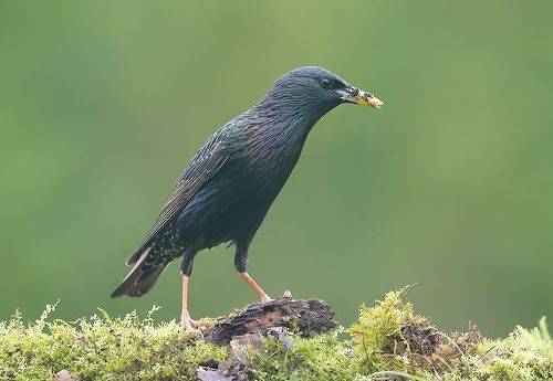 European Starling - Обыкновенный скворец