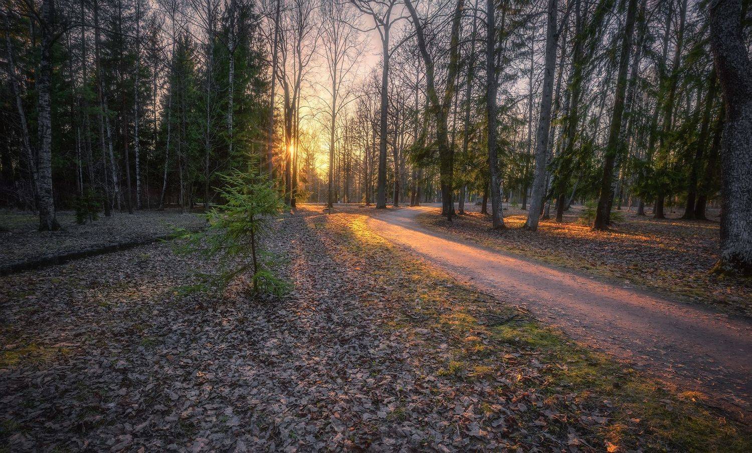 царское село вечер закат дорога солнце апрель, Константин Скороходов