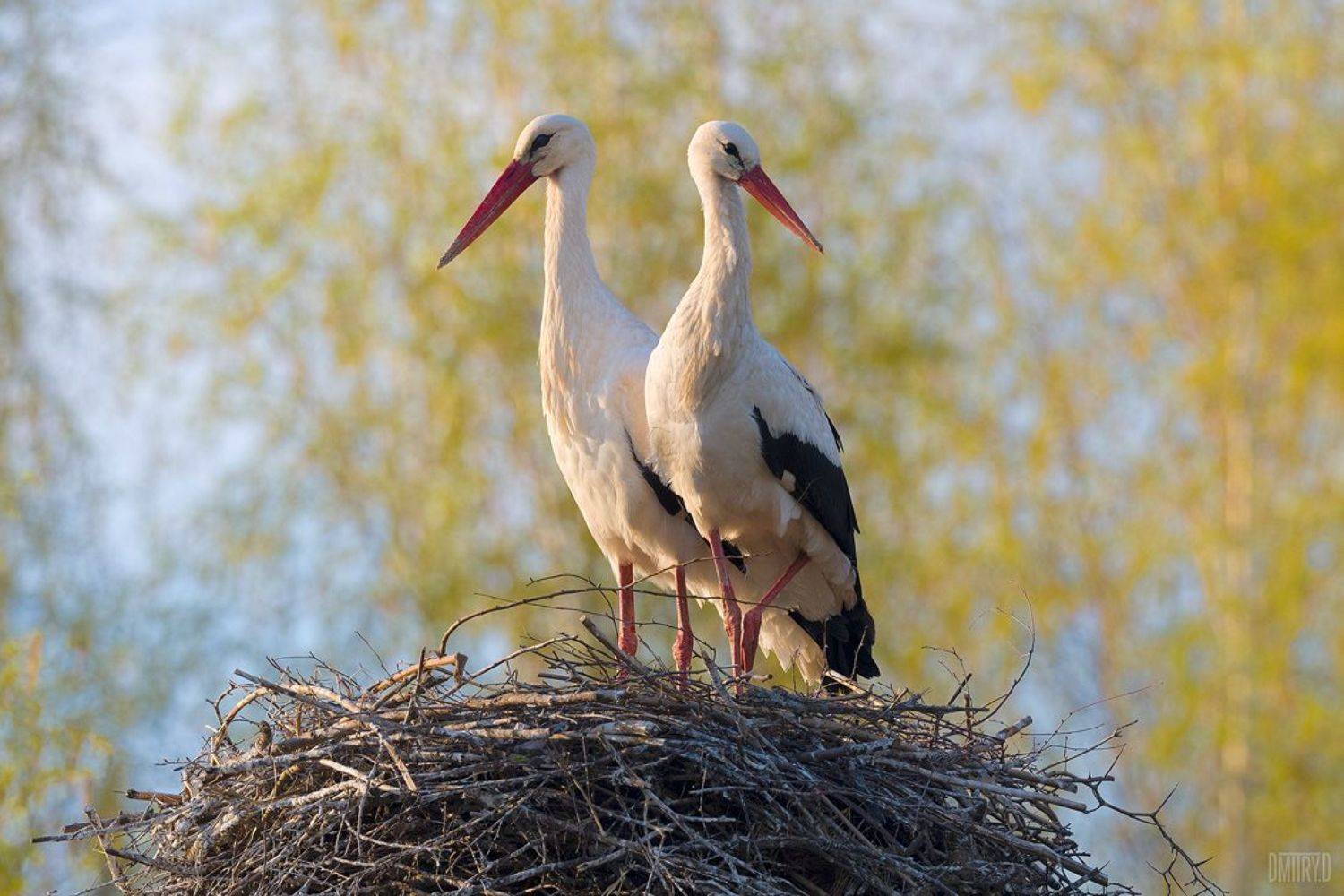 птица, аист, весна,, Дмитрий Доронин
