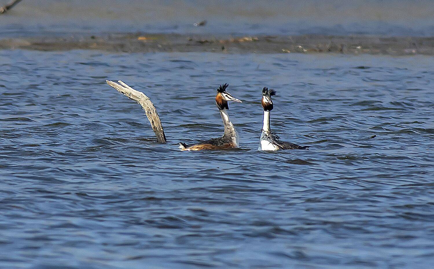 podiceps cristatus, чомга, птицы, водоплавающие, озеро, апрель, Александр Широких