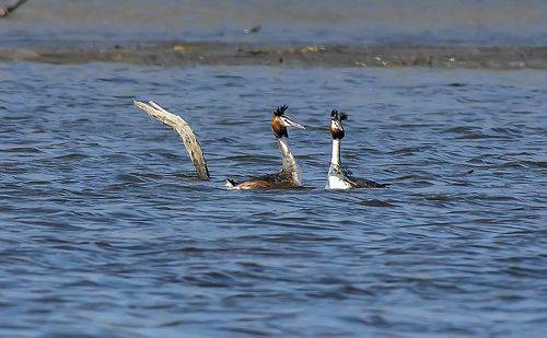 Большая поганга (Чомга)