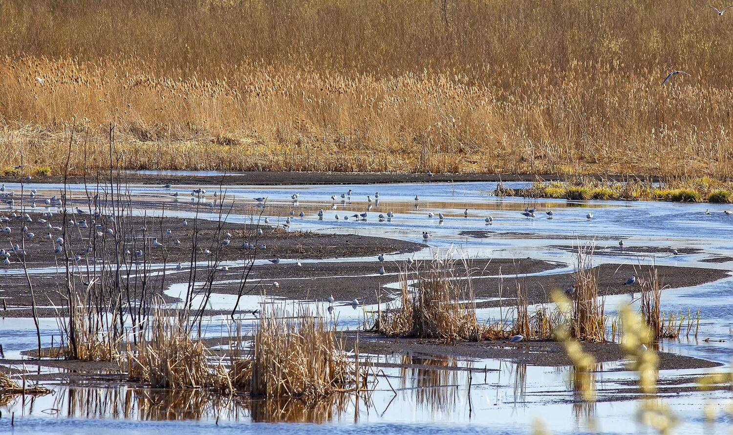 колония, река, чайки, птицы, весна, Александр Широких