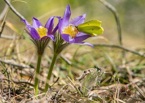 Любительница весеннего нектара