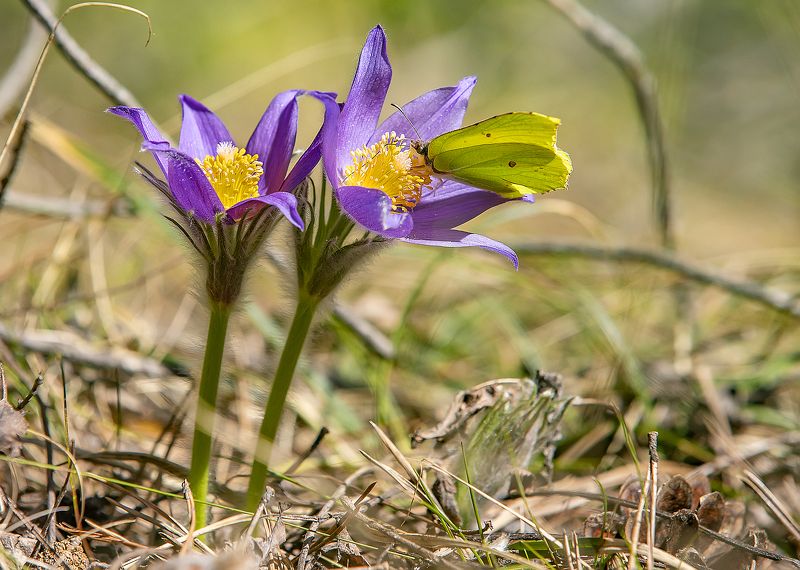 цветы, прострел, бабочка крушенница, лес, весна Любительница весеннего нектара фото превью