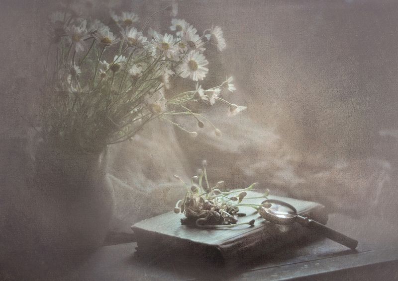 Ромашковое утро фото превью