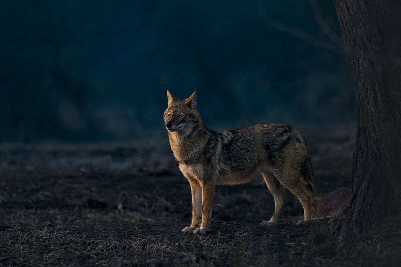 #birdphotography	 #birdsofinstagram	 #wildlifephotography	 #birds	 #naturephotography	 #bird	 #nature	 #wildlife	 #photography	 #birdwatching	 #natgeo	 #photooftheday	 #nikon	 #birding	 #naturelovers	 #canon	 #animals	 #birdlovers	 #travel	 #love	 #bestbi  фото превью